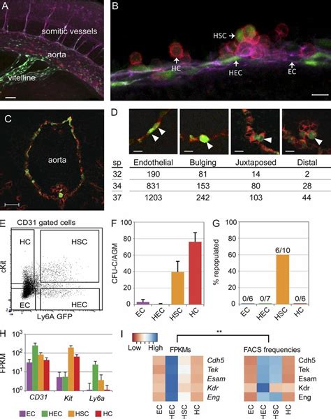 Analysis Of Eht Cell Subsets A Whole Mount Image Of A Sp Ly Agfp