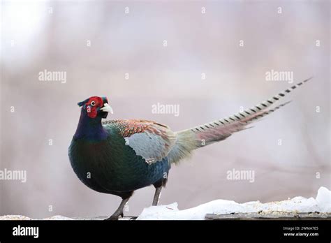 The Green Pheasant Phasianus Versicolor Also Known As The Japanese