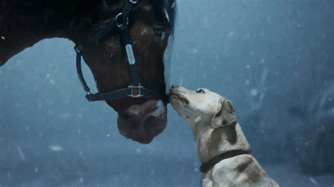 Budweiser Brings Clydesdales Back to Super Bowl for New National Ad