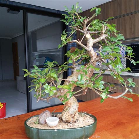 Commiphora Leptophloeos O Encanto Do Bonsai Em Sua Casa