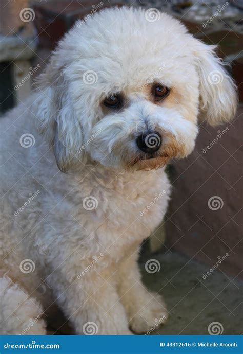 Bichon Frise Poodle stock photo. Image of rescue, master - 43312616