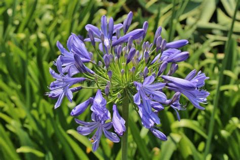 Agapanthus Praecox In The Royal Botanic Garden Sydney Stock Photo