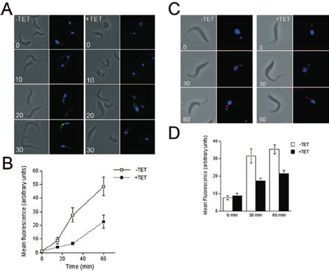 Endocytosis Is Inhibited By Tbrab Rnai In Procyclic Cells A