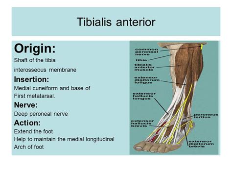 Tibialis Anterior Origin And Insertion