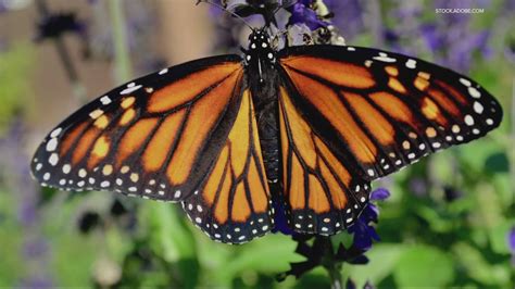 butterfly species list  pictures