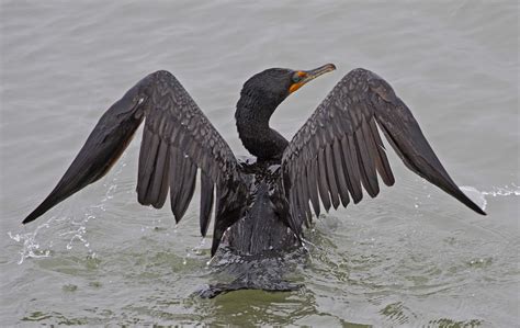Pictures and information on Double-crested Cormorant