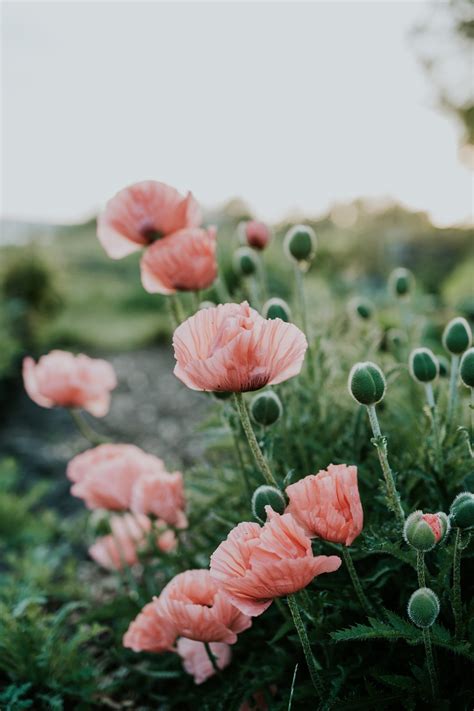 11 Annuals for Spring: Colourful Blooming Flowers for Spring — Sage Journal