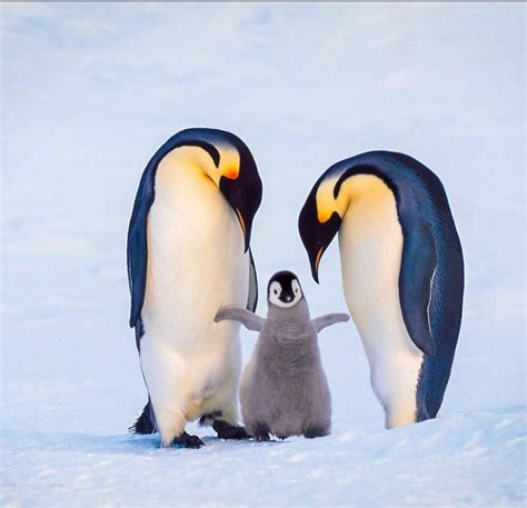An emperor penguin family welcoming their newborn chick, Antarctica
