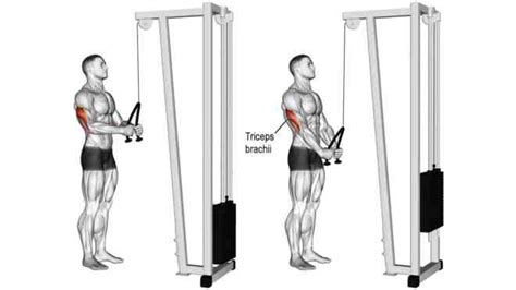 Cable Tricep Extension: Muscles Worked, Benefits, Form