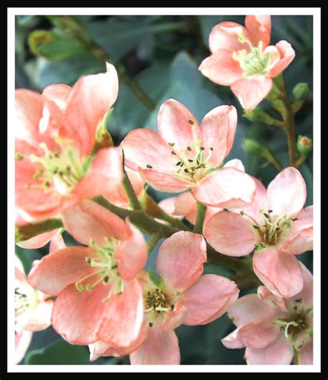 Pink Flowers 2 By Fosspathei On Deviantart