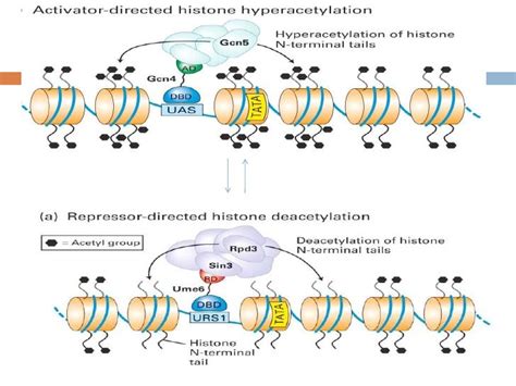 Presentation chromatin remodelling