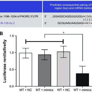 Mir 126 Inhibits The Expression Of PiK3r2 And Pi3K Akt Signaling