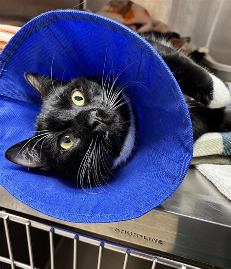VCA - Meet our brave little Obi who had some complications after his