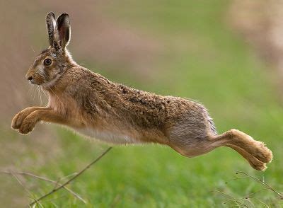 cyberaction Contre le concours de meutes sur lièvres Dibujos de