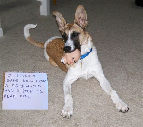 17 Hilarious Dog Shaming Pictures