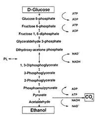 Metabolisms Of Microorganisms Engineered For Ethanol Production