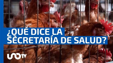 Primera Muerte De Gripe Aviar H5n2 En México Y El Mundo Youtube