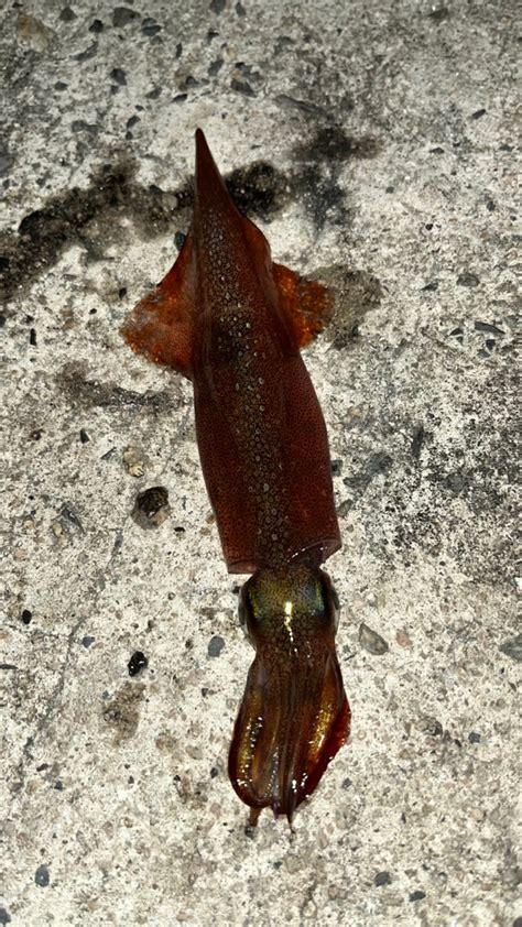 ヤリイカ釣り๑˃̵ᴗ˂̵ 島根 松江市東部 エギング ヤリイカ 陸っぱり 釣り・魚釣り 釣果情報サイト カンパリ