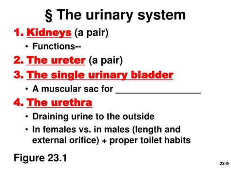 Ppt Chapter The Urinary System Powerpoint Presentation Free