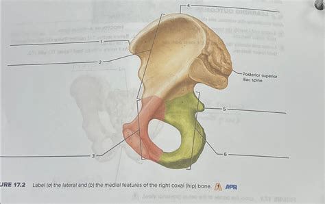 Solved Ure 17 2 ﻿label A ﻿the Lateral And B ﻿the Medial