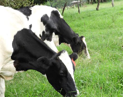 Transforming Kenya’s dairy industry through sustainable consumption and ...