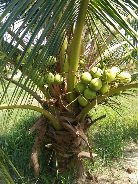 Budidaya Kelapa Pandan Wangi Malaysia Tanaman Langka