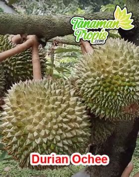 Cara Perawatan Pohon Durian Agar Cepat Berbuah Mudah