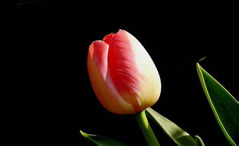 Tulip Flower Wallpaper Hd In Black Background | Best Flower Site