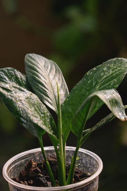 Una Planta Con Una Hoja Verde Y Una Mancha Blanca En La Parte Superior