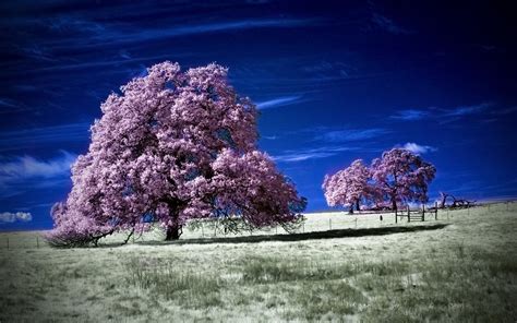 Árbol Full Hd Fondo De Pantalla And Fondo De Escritorio 1920x1200