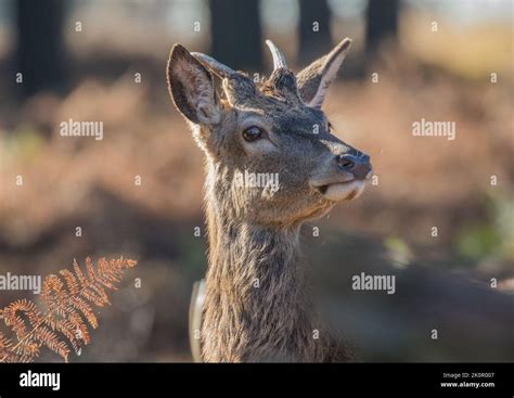 Brocket antlers hi-res stock photography and images - Alamy