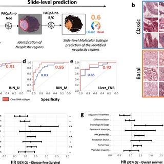 Pdf Pacpaint A Histology Based Deep Learning Model Uncovers The