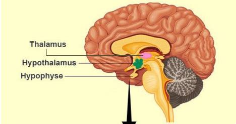 PHYSIOII Hypothalamus Rythmes Biologiques Cartes Quizlet