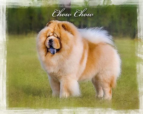 Chow Chow Dog Breed Art Dog Breeds Dogs