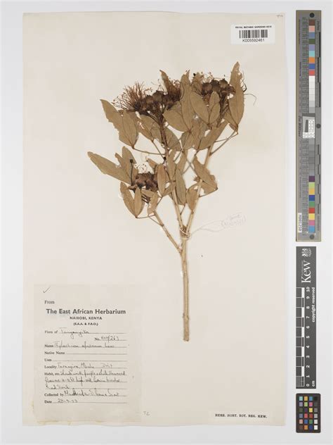 Thilachium Lour Plants Of The World Online Kew Science