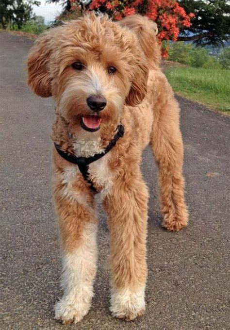 Pin On Labradoodles