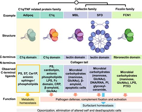 C1qa Protein Informacionpublica Svet Gob Gt