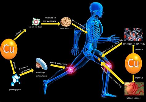 Frontiers Copper Regulation Of Immune Response And Potential