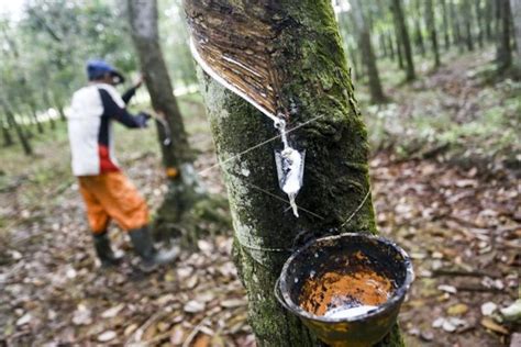 Dilema Petani Karet Antara News Kalimantan Barat