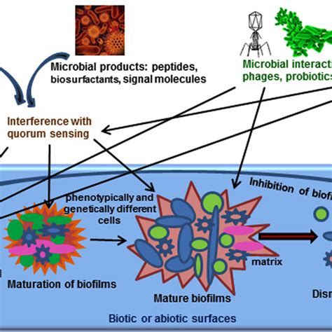 Antibiofilm Activity Against Various Pathogens By Two Major Classes Of