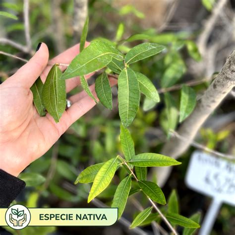 Anacahuita Vivero Agronom A