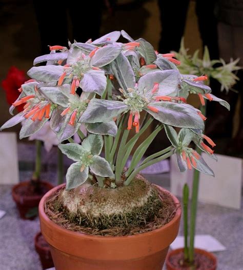 Rainha Do Abismo Sinningia Leucotricha Orquidario Em Mogi Mirim SP