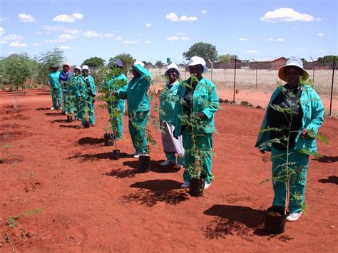 Moringa A Green Platinum Mine In Limpopo Transform Sa The Leading