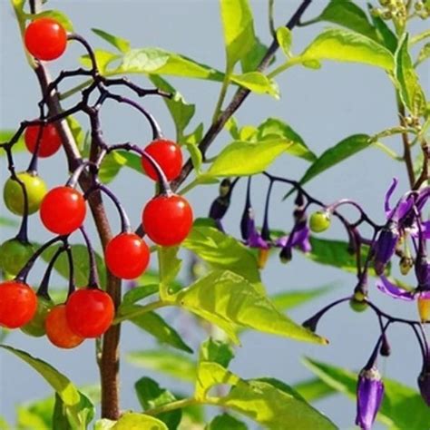 Купить Семена Паслен сладко-горький (Solanum dulcamara) в интернет ...