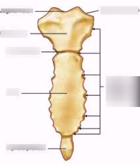 Sternum Anatomy Diagram | Quizlet