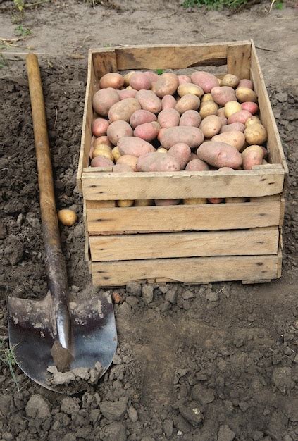 Premium Photo | Harvesting potatoes on an agricultural field