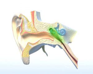 Animation Anatomie Des Ohrs Medicalgraphics