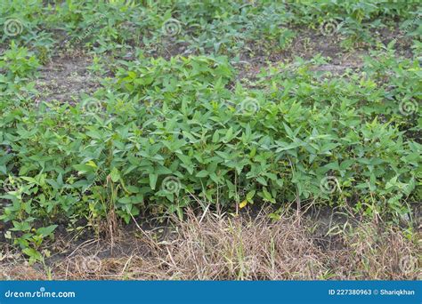 Soybean Crop In The Agricultural Farm In Central India Stock Image