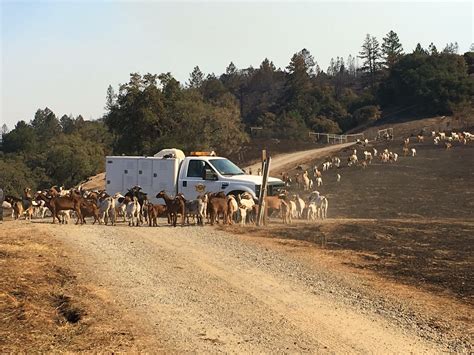 Saving Sonoma County’s four-legged residents - Sonoma County Emergency