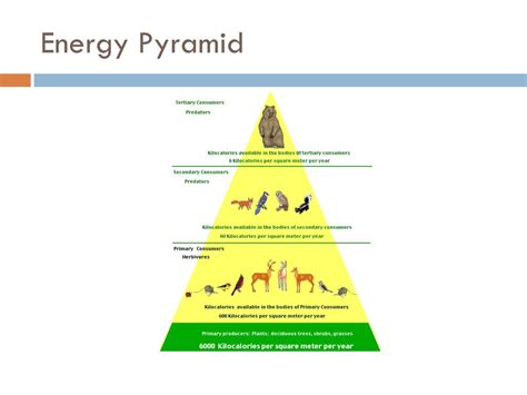 Temperate Deciduous Forest Energy Pyramid